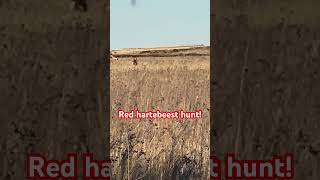 Red Hartebeest hunt hunting [upl. by Audly]