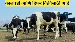 कालवडी आणि हिफर विक्रीसाठी आहे  संपर्क  90282 65147 [upl. by Chaiken199]