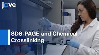 SDSPAGE and Chemical Crosslinking to Detect Disulfide Linkages  Protocol Preview [upl. by Torto]