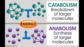 Metabolism Anabolism and Catabolism [upl. by Jenks]