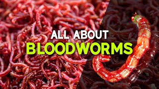 Bloodworm Harvesting  All About Bloodworms  English Subtitles  Bubbles Aqua Coimbatore [upl. by Varick]