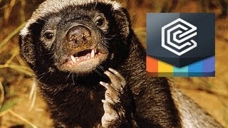 Honey Badger Narrates How Honey Badgers amp Snakes Knotch [upl. by Joashus640]