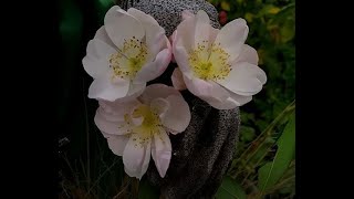 fertilisation et taille des rosiers en hiver [upl. by Einwat882]