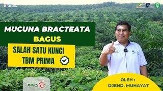 Mucuna bracteata Tips Penting untuk Mencapai TBM Prima [upl. by Suryc294]