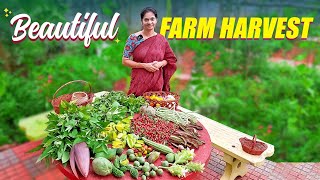 Farm harvest పండు గుండు మిరపకాయలు స్పెషల్ ఇవాళ ​⁠MADGARDENER [upl. by Hgielac]