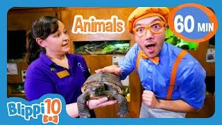 Top 10 BEST Animals  Blippi  Shows for Kids  Explore With Me [upl. by Olcott189]