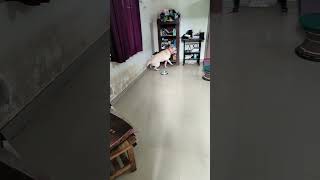 Slippery floor 😂 dog music wholetthedogsout labrador petlovers funnypets funnyvideo [upl. by Arbmahs]