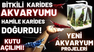 BİTKİLİ KARİDES AKVARYUMU HAMİLE KARİDES DOĞUMU YENİ AKVARYUM PROJESİ [upl. by Mert646]