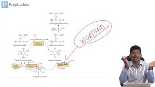 VITAMIN K  Lecture [upl. by Haliled]