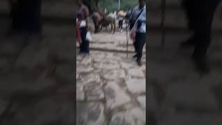 Amarnath yatra 🙏 ♥️🪷 harharmahadev mahadev bholenath Amarnath jamukashmir peace 🏔 [upl. by Nnyllatsyrc]