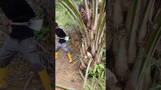 palmoil palmfruit ytshorts hervesting malayasiapalmoil viralshort shorts shortvideo [upl. by Anaib]