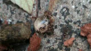 Formiche che trasportano un uovo di Extatosoma tiaratumAnts transporting an Extatosoma tiaratum egg [upl. by Samuelson]