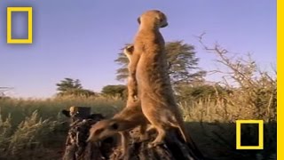 Meerkat Mob Rule  National Geographic [upl. by Diandre434]