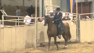 AEPA Halcon Funiture 50000 Half Arabian Saddle Seat Futurity 1 [upl. by Akirehs149]