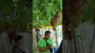 Grapes in Bauang La Union [upl. by Noterb]