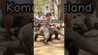 Komodo Island Trip‼︎🇮🇩shorts komodo travel [upl. by Ainola]