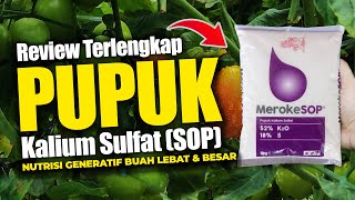 PUPUK FASE GENERATIF MEROKE SOP NUTRISI TANAMAN BERBUAH LEBAT amp BESAR  Kalium sulfat Cabe Tomat [upl. by Karee623]