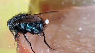 Bluemollige fly calliphora vicina macro partly around [upl. by Silver730]