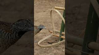 how to catch quail bird in the forest survival birdtrap quail [upl. by Mosi]