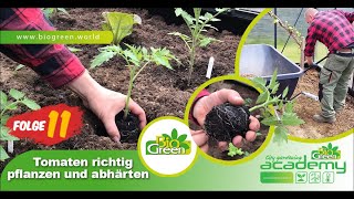 Folge 11 Unser TomatenPflanzplan  Für Dich zuhause [upl. by Ernestus]