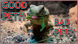 UROMASTYX as a pet Pros and Cons [upl. by Spada]