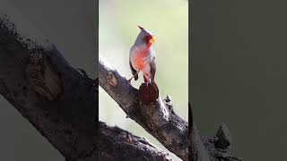 Pyrrhuloxia Desert Cardinal Singing 🐦🎶 birds cardinals shorts youtubeshorts video nature [upl. by Zinn]