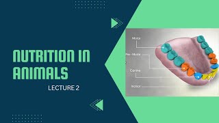 Nutrition In Animals Class 7  The Mouth and Buccal cavity II Andrisha Rai [upl. by Genovera]