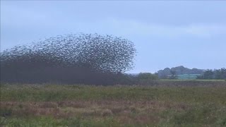 Black Sun spectacle as thousands of birds migrate for winter [upl. by Yesmar772]