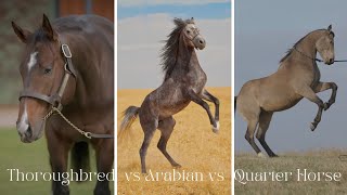 Arabian Horse vs Thoroughbred Horse vs Quarter Horse  Facts Comparison [upl. by Pigeon]