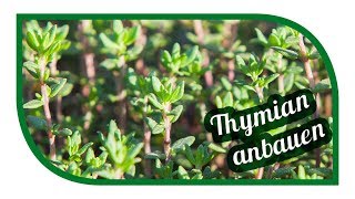 Thymian erfolgreich anbauen 🌿 aussäen pflanzen ernten [upl. by Ajar]