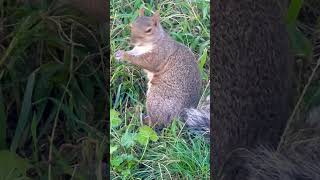 I like it squirrel [upl. by Dnomyad]