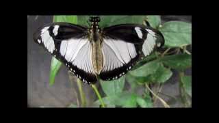 quotPapilio dardamos femmina im Schmetterlingshaus BordanoItalienquot Live Video von Karin Schmökel [upl. by Simaj641]