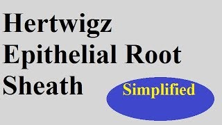 Hertwigz epithelial Rootsheath  Devp of tooth Part 1c [upl. by Quartis179]