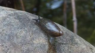 HD Pond life Amber snails  Bernsteinschnecken  Leben am Teich 33 [upl. by Bernetta913]