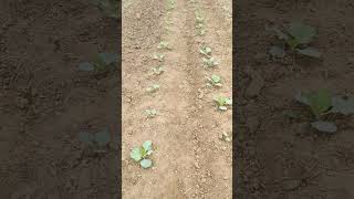 intercropping sugarcane with cabbage and cauliflower [upl. by Ogilvie660]