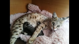 Weve opened our eyes at 4 days😻 F2 Savannah kittens Fees little ones💖 [upl. by Aloek]