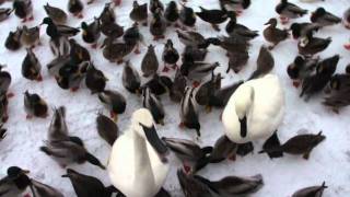 Feeding Swans Geese Ducks Pigeons amp Seagulls on ice [upl. by Sairtemed933]