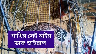 পাখির সেই মাইর ডাক ভাইরাল ঘুঘু পাখির ডাক।ghughu pakhi brid dove [upl. by Kirat]