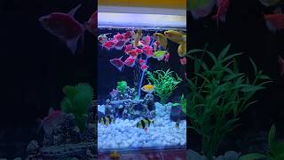 Beautiful freshwater widow tetra fish tank shorts aquarium aquarium glofish widowtetra [upl. by Leela943]