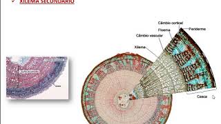 Tecidos de Condução  xilema e floema [upl. by Llenahs]