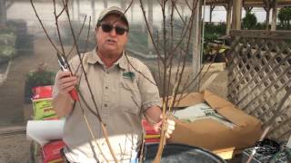 How To Prune Bare Root Fruit Trees [upl. by Trevorr611]