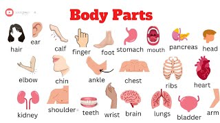 Body parts vocabulary  English practice [upl. by Terrab]