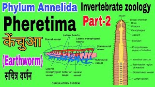 Digestive system amp Circulatory System of Pheretima केंचुए का पाचन तंत्र और परिसंचरण तंत्र [upl. by Atisusej753]