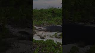 Hawaiian monk seal sneezed during a nap 😴 wildlife marinebiology [upl. by Seni864]