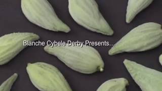 Edible Plants Common Milkweed [upl. by Amoihc]