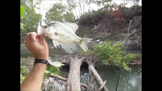 Episode 110 October River Crappie Fishing [upl. by Ecinej]