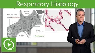 Respiratory Histology – Histology  Lecturio [upl. by Bultman913]