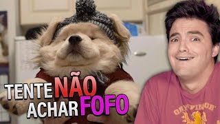 DESAFIO TENTE NÃO ACHAR FOFO 10 [upl. by Eekaz]