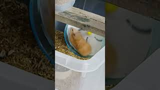 My Cute Syrian LongHaired Hamster fyp shorts hamsters viralshorts reels trending feed [upl. by Mills]