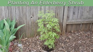 Planting An Elderberry Shrub [upl. by Eilyr]